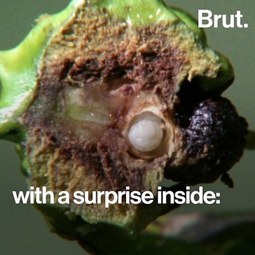 This is how parasitism in plants and insects works