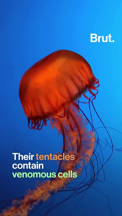 What to do if you encounter a jellyfish