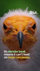 The Egyptian vulture, Europe's smallest vulture