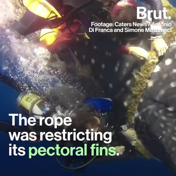 Whale shark caught in a rope saved by divers