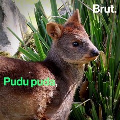 Meet the Pudu, the World's Smallest Cervid