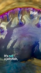 3 strange life forms