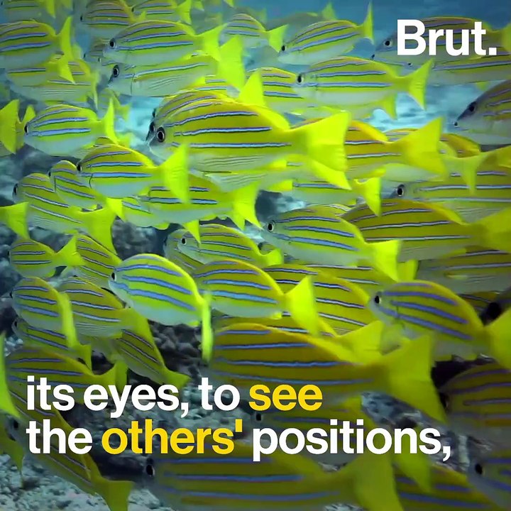 How a school of fish function