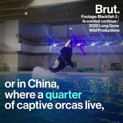In some countries, the captive marine mammal industry continues to grow