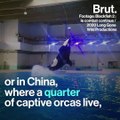 In some countries, the captive marine mammal industry continues to grow