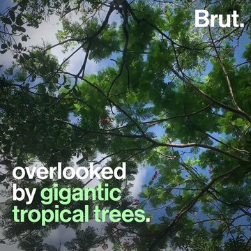 The Isle of Pines, Jewel of the Pacific