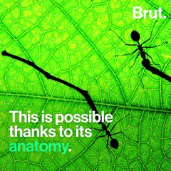 How ants carry heavy loads