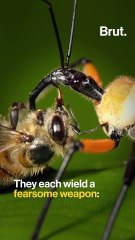 3 fearsome insect predators