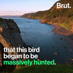 How did the great auk go extinct?