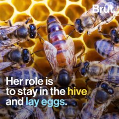 These are the different kinds of bees inside a hive