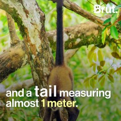 How spider monkeys use their tail