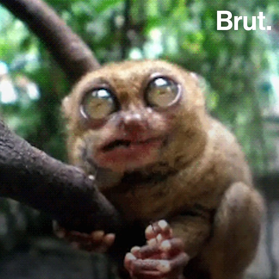 ⁣The tarsier: a primate endangered by tourism