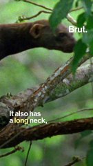 The tayra, a very active little predator