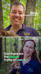 Saving America's native red wolf