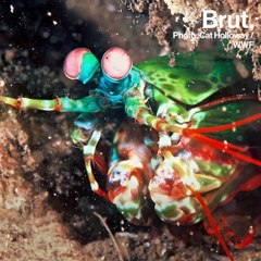 The peacock mantis shrimp is a fearsome hunter