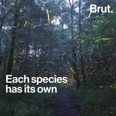 How fireflies light up