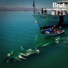Whale trapped in fishing net in endangered marine refuge