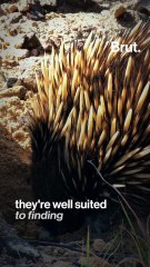 One of the strangest animals on the planet, this is the echidna