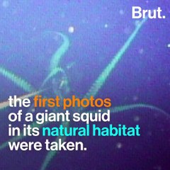 The giant squid: a most elusive creature