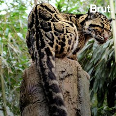The clouded leopard, a tree-dweling feline