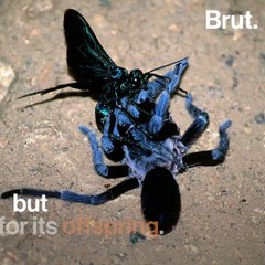 This wasp is a spider killer