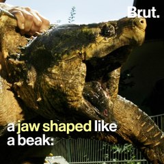 How does the alligator snapping turtle hunt?