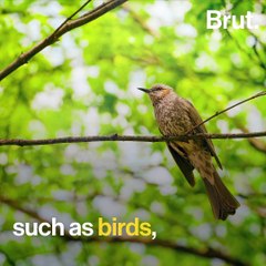 How phasmids manage to remain undetected