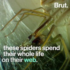 Why shouldn’t we kill spiders?