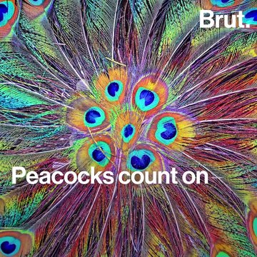 Why peacocks spread their feathers