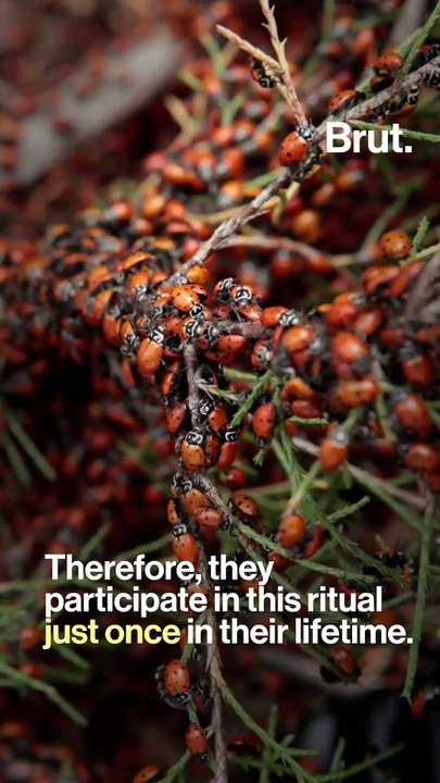 Why do convergent lady beetles gather?