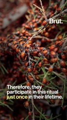 Why do convergent lady beetles gather?