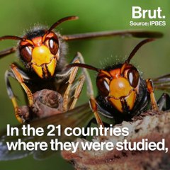 1 million species are now in danger of extinction