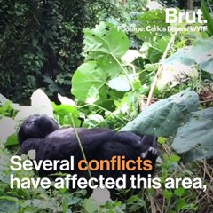 Grauer's gorillas could become the 1st gorilla subspecies to go extinct