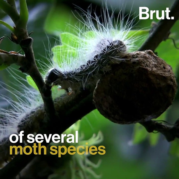 This is one of the most harmful insects in the world - video Dailymotion