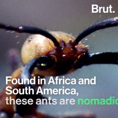 How do army ants travel?