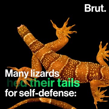 How do lizards regrow their tails ?