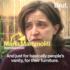 Declawing cats has many consequences