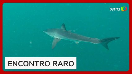 Tubarão em risco de extinção é visto no mar de Ipanema, no Rio de Janeiro