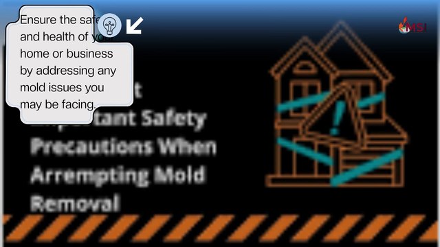 Professional mold solutions and inspections