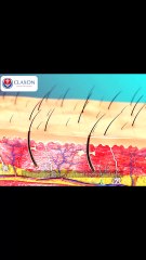 🔥 The Integumentary System Explained in 60 Seconds! #Shorts