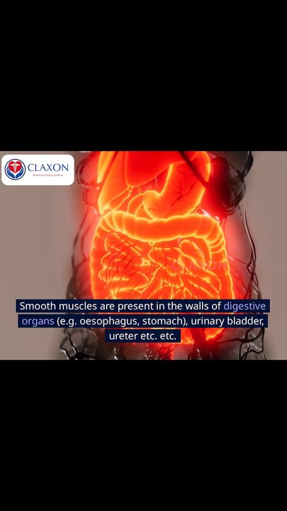 👉 Understanding Muscle Physiology: How Muscles Work Explained! 💪