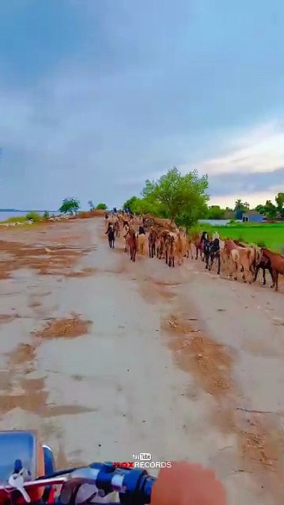 Village Side ❤ #maxrecords #larkana #sindh #pakistan #villagelife #nature #village #sindhi
