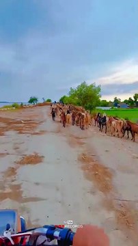 Village Side ❤ #maxrecords #larkana #sindh #pakistan #villagelife #nature #village #sindhi