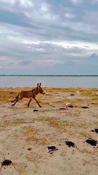 Powerful Donkey Comes From Powerful Place #maxrecords #larkana #sindh #pakistan #villagelife #nature #village #sindhi