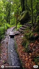 Rainfall in the Jungle: Soothing Nature Sounds for Relaxation