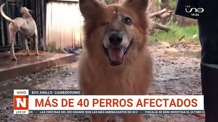 Refugio de animales bajo el agua a causa de las fuertes lluvias