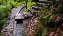 The Hidden Wonders of Ancient Forests
