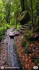 The Hidden Wonders of Ancient Forests