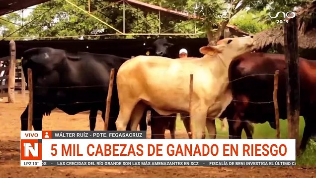 5 mil cabezas de ganado en riesgo por las inundaciones