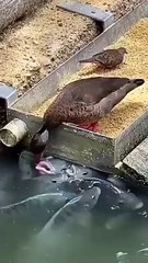 Duck sharing its feed with fishes